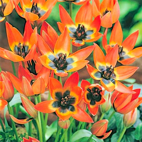 Tulpe Little Princess interface.image 1 interface.art 70295