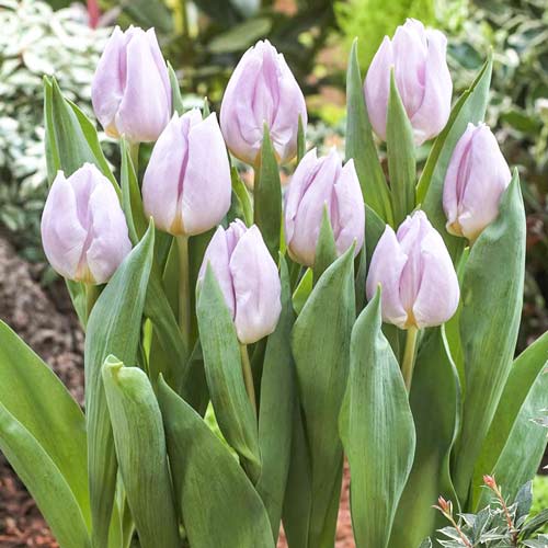 Tulpe Mistic Prince interface.image 1 interface.art 68084