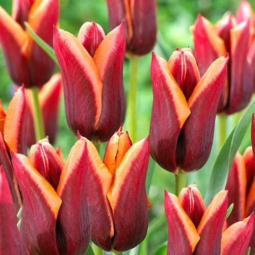 Tulpe Muvota interface.image 1 interface.art 67778