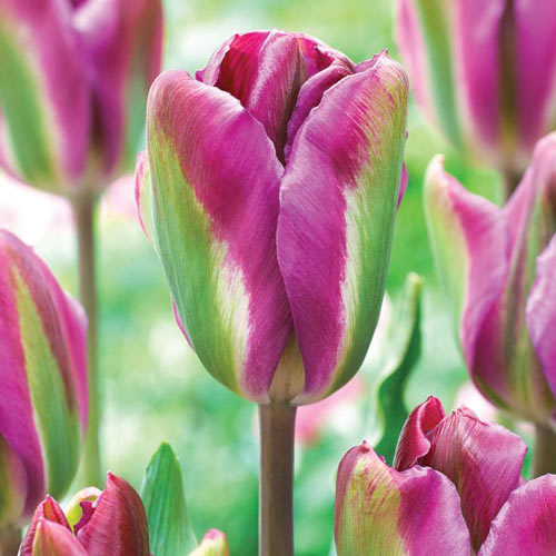 Tulpe Night Rider interface.image 1 interface.art 68044