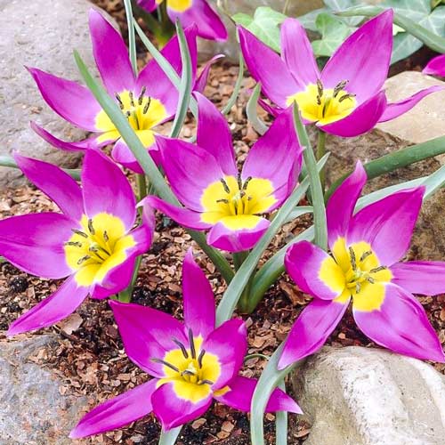 Tulpe Odalisque interface.image 1 interface.art 68079