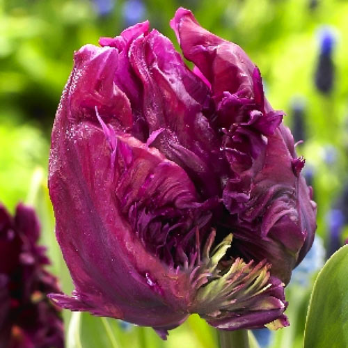 Tulpe Parrot Prince interface.image 1 interface.art 68093