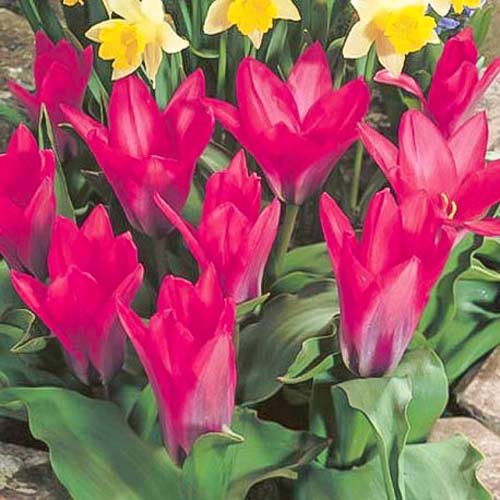 Tulpe Pink Dwarf interface.image 1 interface.art 67794