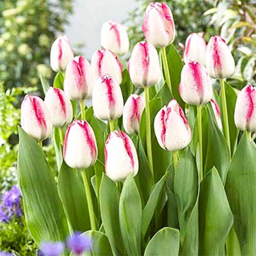 Tulpe Playgirl interface.image 1 interface.art 67796