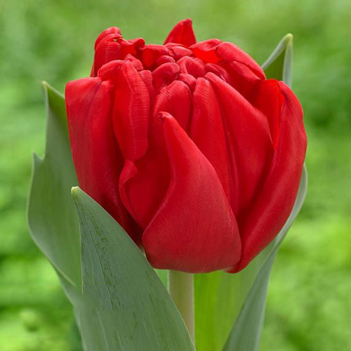 Tulpe Prince of Marvel interface.image 1 interface.art 68041