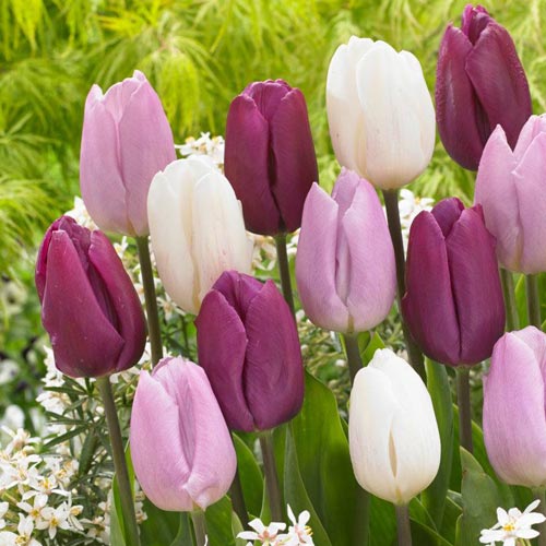 Tulpe Prince,farbmischung interface.image 1 interface.art 68051