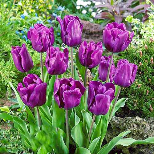 Tulpe Purple Rain interface.image 1 interface.art 67792