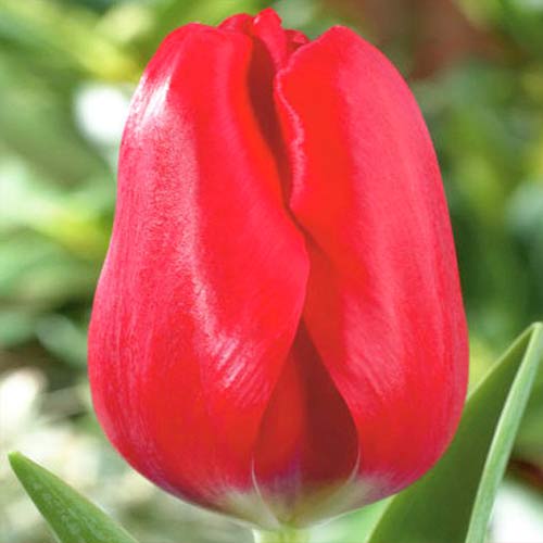 Tulpe Red Bull interface.image 1 interface.art 70261