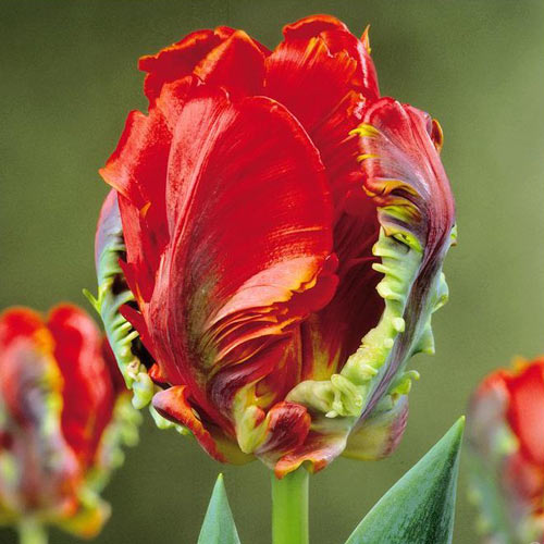 Tulpe Rococo Parrot interface.image 1 interface.art 67817