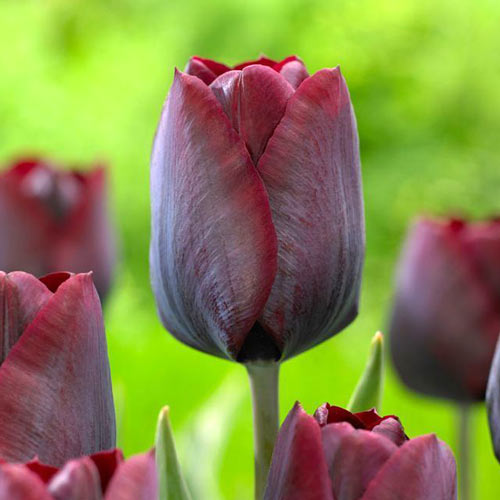 Tulpe Ronaldo interface.image 1 interface.art 67844