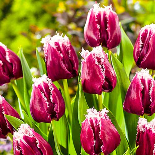 Tulpe San Pablo interface.image 1 interface.art 67826