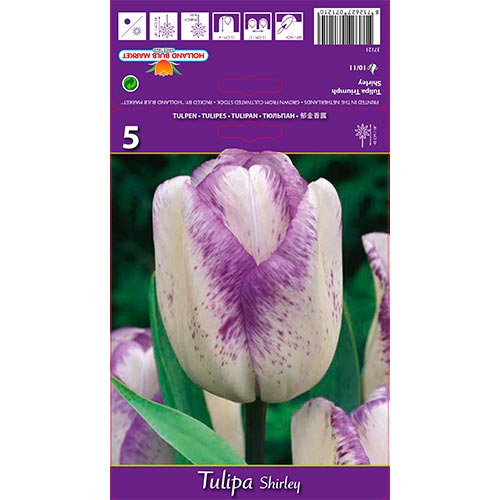 Tulpe Shirley interface.image 1 interface.art 68114