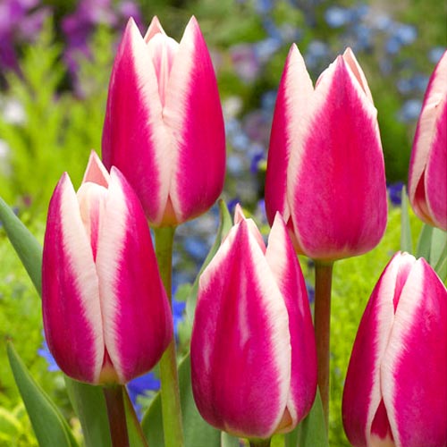 Tulpe Silk Surprise interface.image 1 interface.art 68117