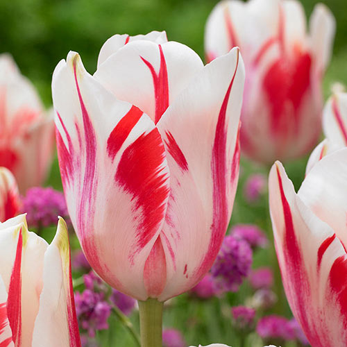 Tulpe Sorbet interface.image 1 interface.art 67835