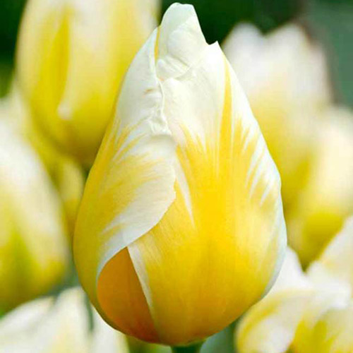 Tulpe Sweetheart interface.image 1 interface.art 67830