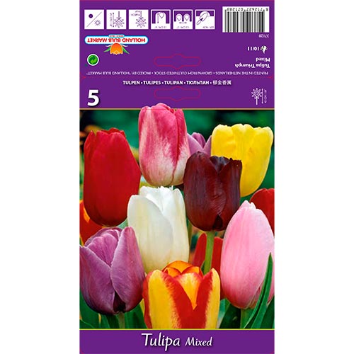 Tulpe Triumph, farbmischung interface.image 1 interface.art 67846