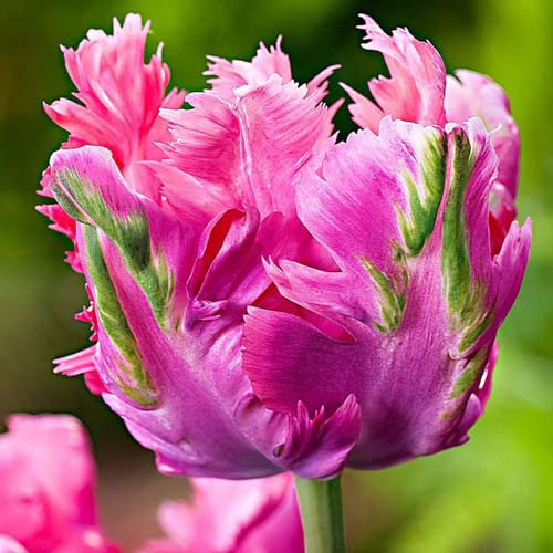 Tulpe Weber's Parrot Pink interface.image 1 interface.art 67711