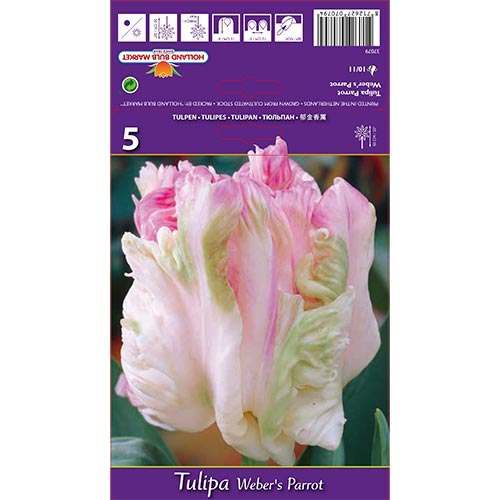 Tulpe Weber's Parrot interface.image 1 interface.art 67710