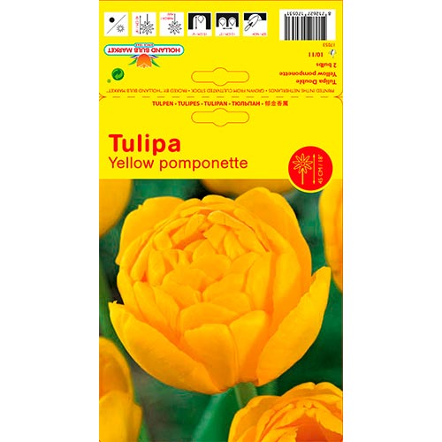 Tulpe Yellow Pomponette interface.image 1 interface.art 67733