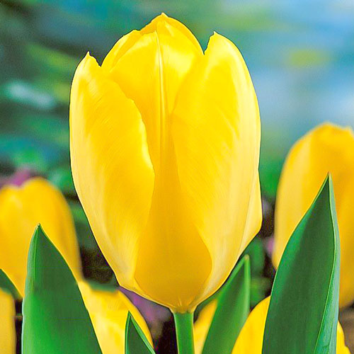 Tulpe Yellow Purissima interface.image 1 interface.art 67734
