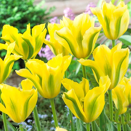 Tulpe Yellow Spring Green interface.image 1 interface.art 67735