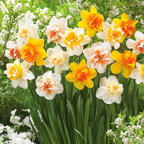 Volle Narzisse, farbmischung interface.image 1 interface.art 68073