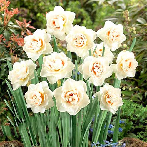 Volle Narzisse Flower Parade interface.image 1 interface.art 67667