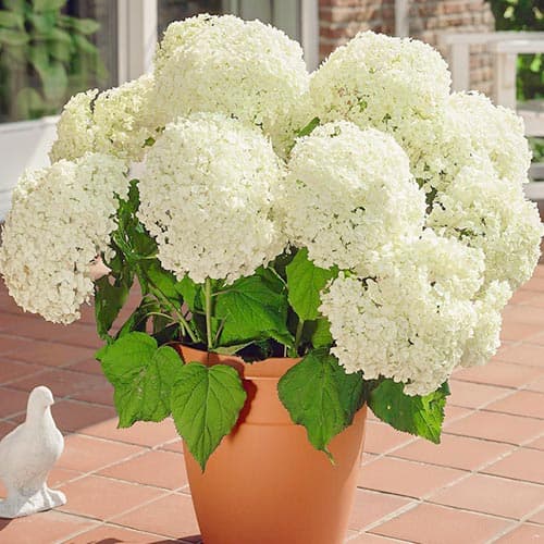 Schneeballhortensie Annabelle, P9 interface.art Bild 1 Schneeballhortensie Annabelle, P9 interface.image 1 interface.art 9025