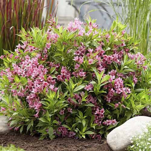 Weigelie Cappucino ® PBR, C3 interface.image 1 interface.art 8588