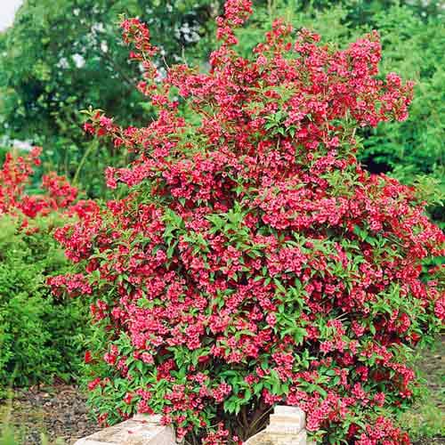 Weigelie Red Prince interface.image 1 interface.art 9014