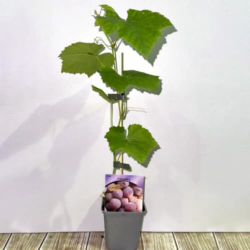 Weintraube Canadice, Р9 interface.image 2 interface.art 5639