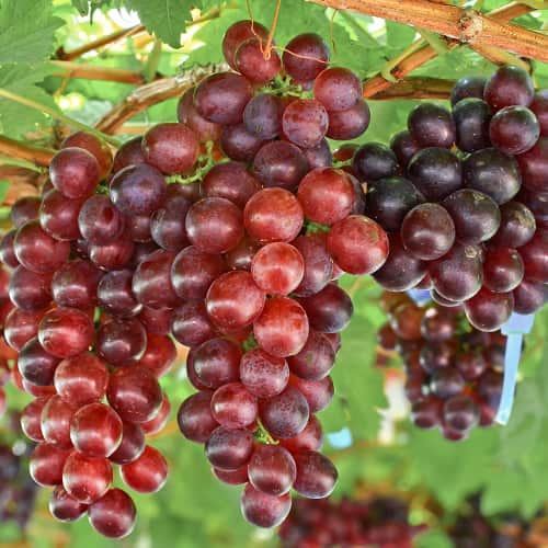 Weintraube Lidia, Р9 interface.image 1 interface.art 7340