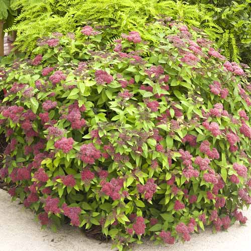 Weiße Rispenspiere Dart's Red interface.image 1 interface.art 9099