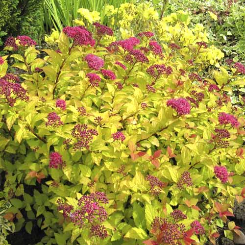 Weiße Rispenspiere Golden Princess, C3 interface.image 1 interface.art 7730