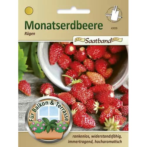 Monatserdbeere Rügen interface.art Bild 1 Monatserdbeere Rügen interface.image 1 interface.art 96484