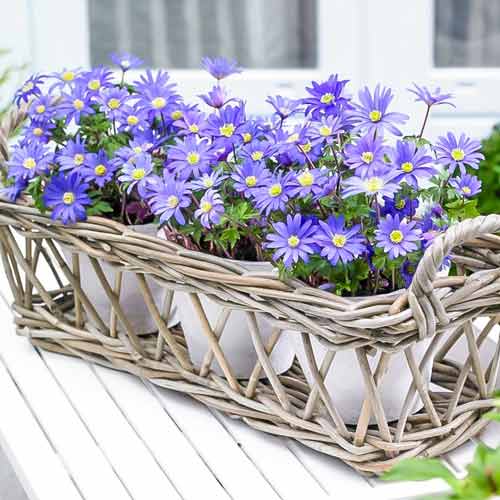 Windröschen (Anemone) Blanda Blue Shades interface.image 2 interface.art 67085