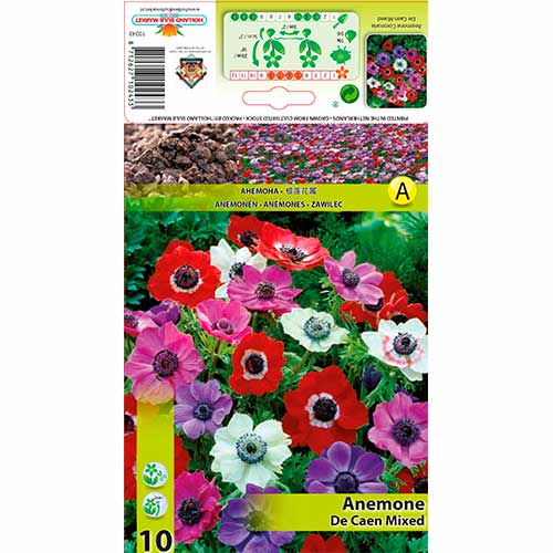 Windröschen (Anemone) De Caen, farbmischung interface.art Bild 1 Windröschen (Anemone) De Caen, farbmischung interface.image 1 interface.art 76170