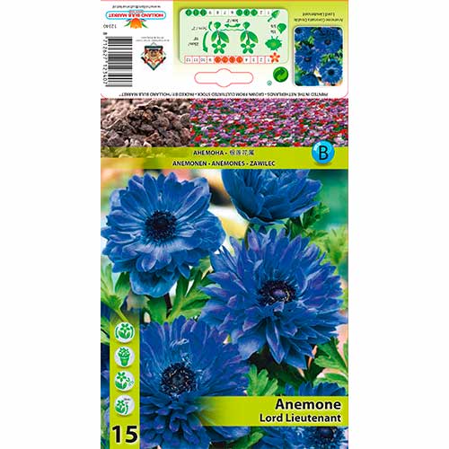 Windröschen (Anemone) Lord Lieutenant interface.art Bild 1 Windröschen (Anemone) Lord Lieutenant interface.image 1 interface.art 76165