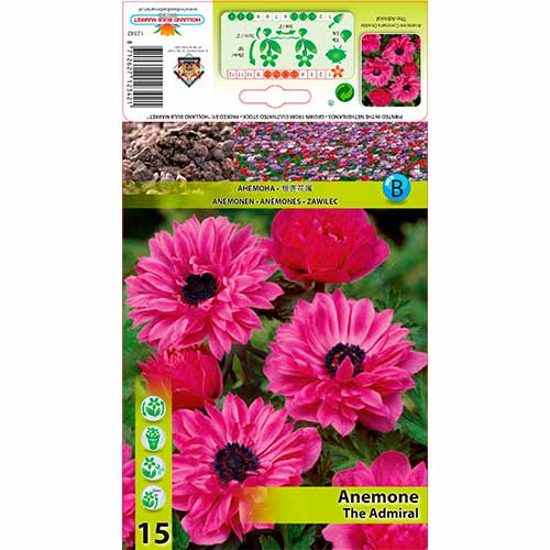 Windröschen (Anemone) The Admiral interface.art Bild 1 Windröschen (Anemone) The Admiral interface.image 1 interface.art 76168