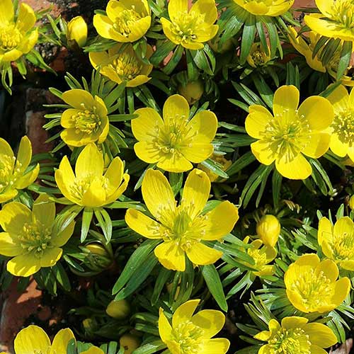 Winterlinge Cilicica interface.image 1 interface.art 70313