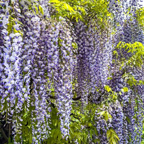Wisteria floribunda Domino, С2 interface.art Bild 1 Wisteria floribunda Domino, С2 interface.image 1 interface.art 8273