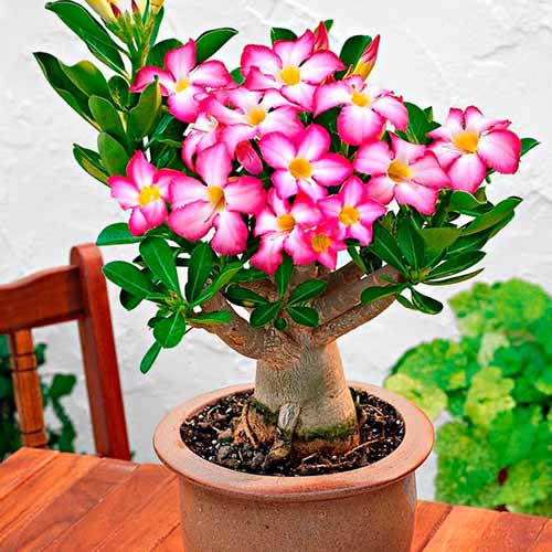Wüstenrose (Adenium Obesum) interface.art Bild 1 Wüstenrose (Adenium Obesum) interface.image 1 interface.art 77801