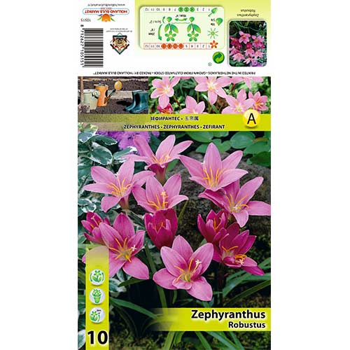 Zephyranthes Robustus interface.art Bild 1 Zephyranthes Robustus interface.image 1 interface.art 70457