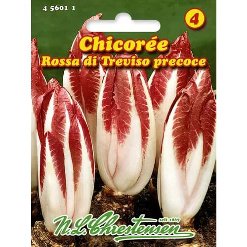 Zichorie Rossa di Treviso interface.art Bild 1 Zichorie Rossa di Treviso interface.image 1 interface.art 96469