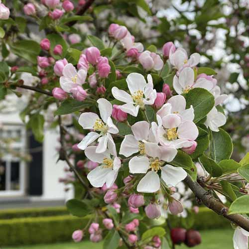 Zierapfel Red Sentinel, С5 interface.image 1 interface.art 7724