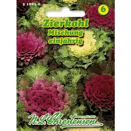 Zierkohl Mischung interface.art Bild 1 Zierkohl Mischung interface.image 1 interface.art 96404
