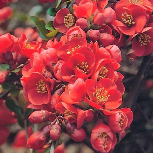 Zierquitte Fire dance interface.image 1 interface.art 9176