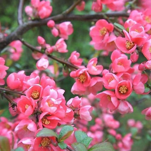 Zierquitte Pink Queen interface.image 1 interface.art 9289