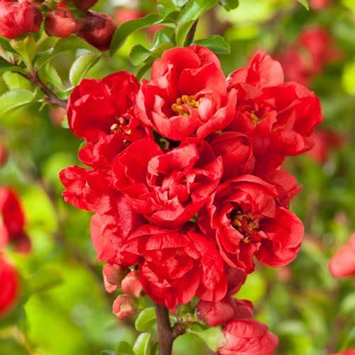 Zierquitte Red Joy interface.image 1 interface.art 9203