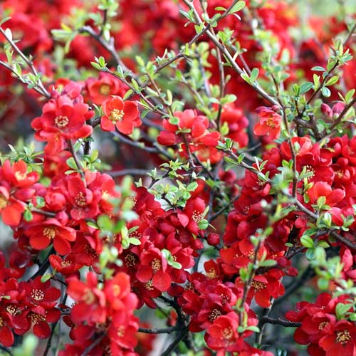 Zierquitte Sargentii, P9 interface.image 1 interface.art 1576